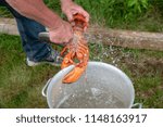 A chef pulls an orange cooked lobster out of a pot of boiling water. The water droplets are suspended in mid-air.  The stainless steel pot has boiling water and is sitting on green grass outdoors.
