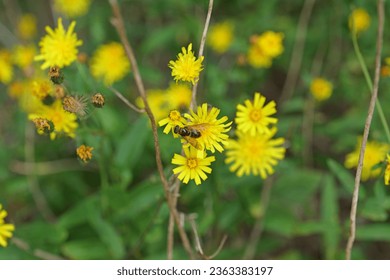 Cheilosia himantopus is a species of hoverfly belonging to the family Syrphidae. They feed on nectar and pollen from flowers, contributing to pollination.