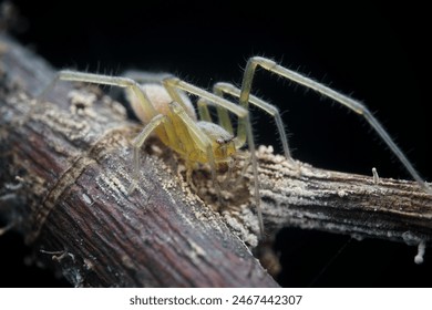 Cheiracanthium inclusum, alternately known as the black-legged yellow sac spider or American yellow sac spider - Powered by Shutterstock