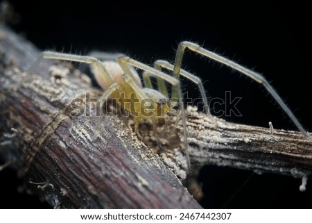 Cheiracanthium inclusum, alternately known as the black-legged yellow sac spider or American yellow sac spider