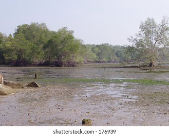 Chek Jawa, Singapore