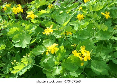 Chelidonium Majus Herbalism