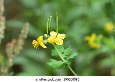 Chelidonium Majus Var. Asiaticum