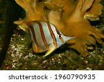 Chelmon rostratus, Butterflyfish, Beaked coral fish