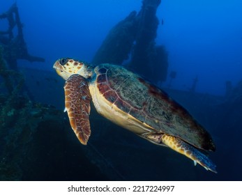 Chelonia Mydas - Green Sea Turtle 