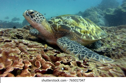 Chelonia Mydas, Green Sea Turtle