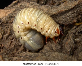 Chelorrhina Polyphemus Confluens Larva Terrarium Stock Photo 1152958877 ...