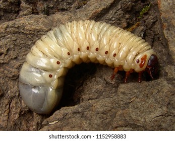 Chelorrhina Polyphemus Confluens Larva Terrarium Stock Photo 1152958883 ...