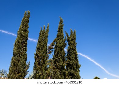 A Chem Trail From A Jet Airplane Breaks Up The Blue, Cloudless Sky Behind A Row Of Four, Untrimmed Italian Cypress Trees.