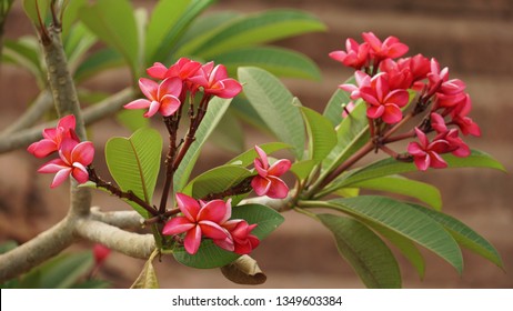 Chembakam Flower Kerala Plumeria Flower Stock Photo 1349603384 ...