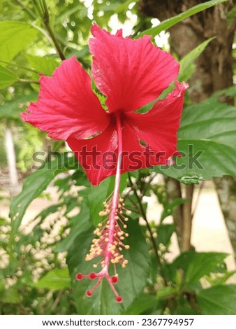 chembarathi flower, Hibiscus is a genus of flowering plants in the mallow family