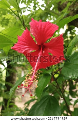 chembarathi flower, Hibiscus is a genus of flowering plants in the mallow family