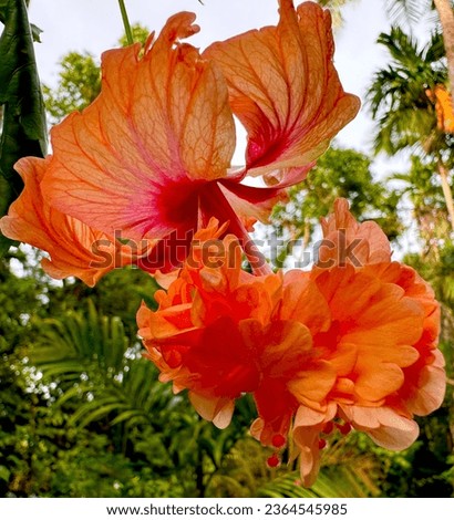 Chembarathi flower, Hibiscus, kerala hibiscus, Flowers, Kerala Hibiscus