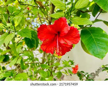 184 Chembarathi Flower Images, Stock Photos & Vectors | Shutterstock