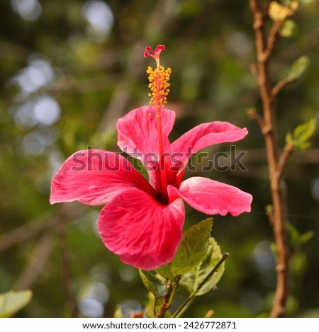 chembarathi flower, Pink chembarathi flower, Hibiscus is a genus of flowering plants in the mallow family, Malvaceae. The genus is quite large, pink Hibiscus