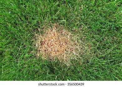 281 Lawn Fertilizer Granular Images, Stock Photos & Vectors 