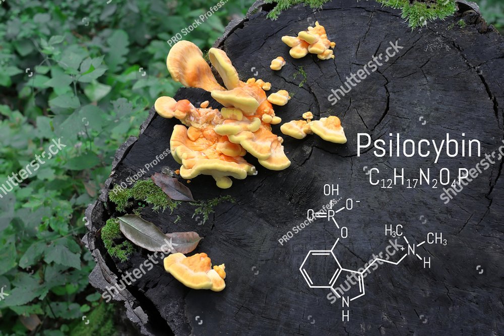 Chemical formula of psilocybin on a blackboard mushroom, close up ...