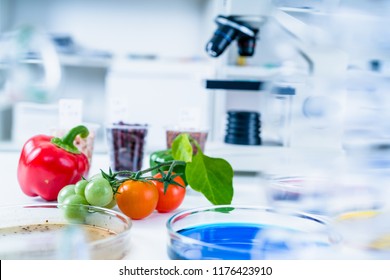 Chemical Laboratory Of The Food Supply . Food In Laboratory, Dna Modify .GMO Genetically Modified Food In Lab 