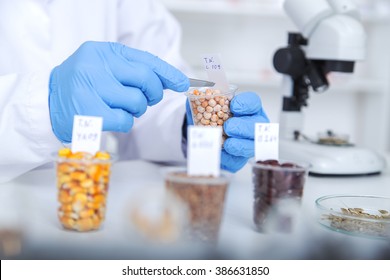 Chemical Laboratory Of The Food Supply . Food In Laboratory, Dna Modify .Toning Image