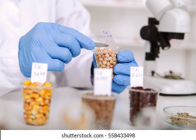 Chemical Laboratory Of The Food Supply . Food In Laboratory, Dna Modify .Toning Image