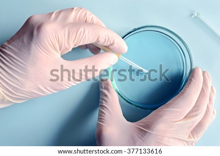  Chemical research in Petri dishes on blue background. Preparing plates in a microbiology laboratory. Inoculating plates. Vaccine ampoule. Top view. Natural light.