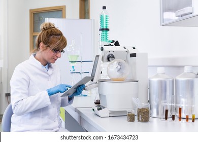 Chemical Scientist Wearing Rubber Gloves Controls CBD Oil Extraction In Rotavapor. Machine Has Big Green Condenser. Glass Tubes And Cups With Hemp Seed Are Part Of Laboratory Background.