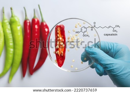 Chemical structure of capsaicin from chili seeds, yield percentage of capsaicin in chilli depends on the each species.

