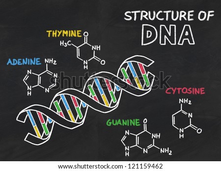 chemical structure of DNA on a blackboard
