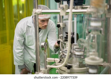 A Chemist Or Apothecary Who Extracts Cannabis, CBD Oil, And Tinctures Using Chemical Processes. Medical Cannabis Product Manufacturing Facility. Cannabis Oil Extraction Machine And Equipment.