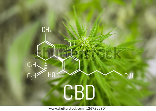 Chemistry Cannabis Cbd Cannabidiol Formula Science Stock Photo (Edit ...