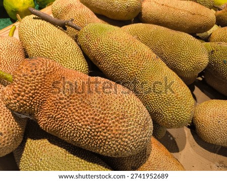 Chempedak Fruit, Artocarpus integer Image, Ccempedak Fruit Photo Image, Exotic Fruit, Asian Fruit.