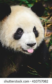 CHENGDU, CHINA - DECEMBER 13, 2012: The Giant Panda Breeding Center In Chengdu, China