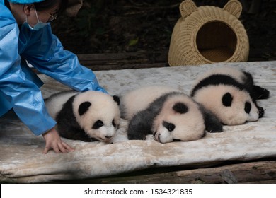 7 Xiangmao Images, Stock Photos & Vectors | Shutterstock