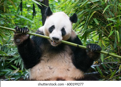 Chengdu Panda Eating Bamboo