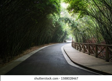 Chengdu Panda Park Bamboo Forest In China 