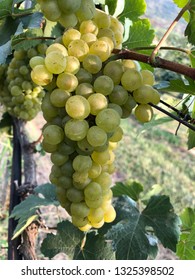 Chenin Blanc Grape Bunch In Khao Yai, THAILAND