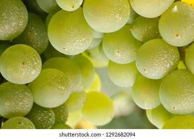 Chenin Blanc White Wine Grapes Close-up