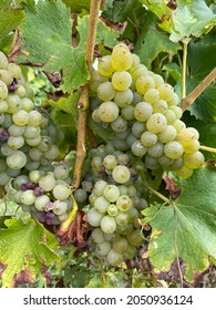 Chenin Blanc Wine Grapes In France Vineyard In Loir Valley