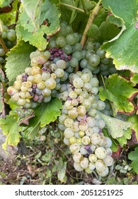 Chenin Blanc Wine Grapes In France Vineyard In Loir Valley