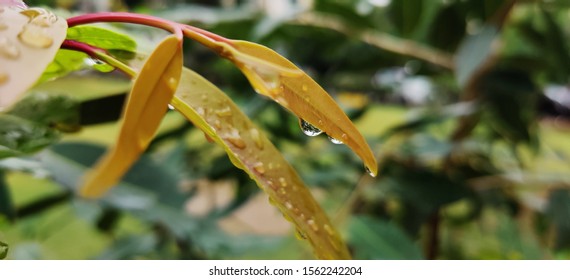 Chennai, India - September 19, 2019: Rain Droplets Falling From Leaves