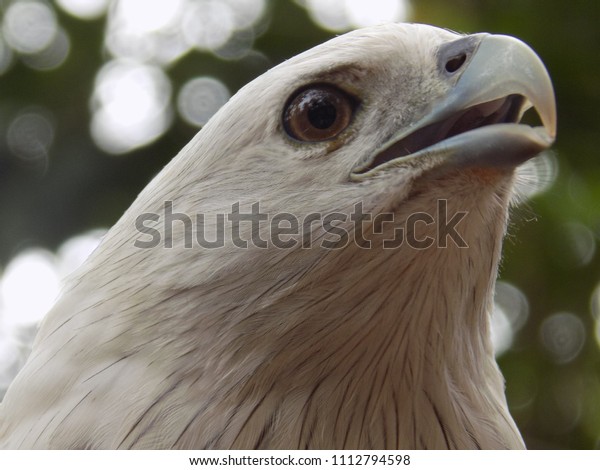 Chennai Tamilnadu India Eagle Captured By Stock Image