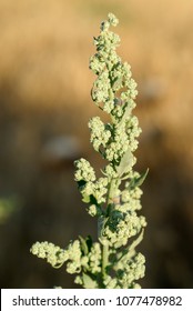 Chenopodium Album, Allergens Plants