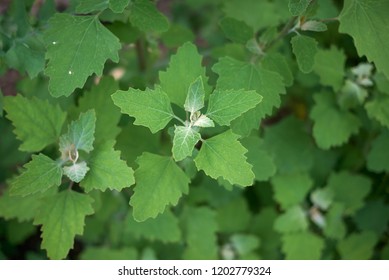 Chenopodium Album Close Up