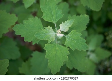 Chenopodium Album Close Up