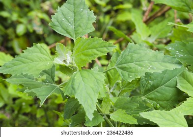 Chenopodium Album Leaves