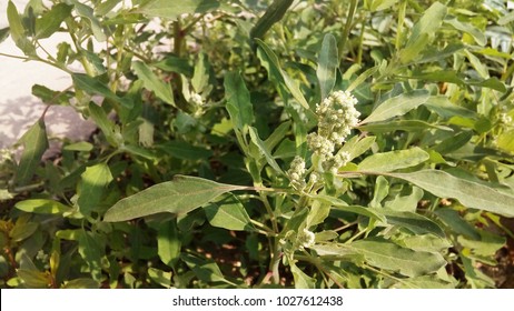 Chenopodium Album Plant