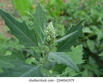 Chenopodium album is a weed in the field, a harmful object in agriculture                                - Shutterstock ID 2244561979