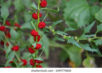 Chenopodium foliosum (Erdbeer-spinat) is a very decorative garden plant. Its berries are healthy and eatable, they are red a similar to strawberries or raspberries. Exotic red berries are delicious. - Shutterstock ID 1499774834
