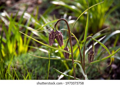 Chequered Lily Is Commonly Grown In Gardens