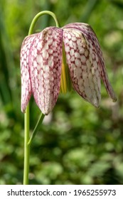 Chequered Lily (Fritillaria Meleagris), Baden-Württemberg, Germany